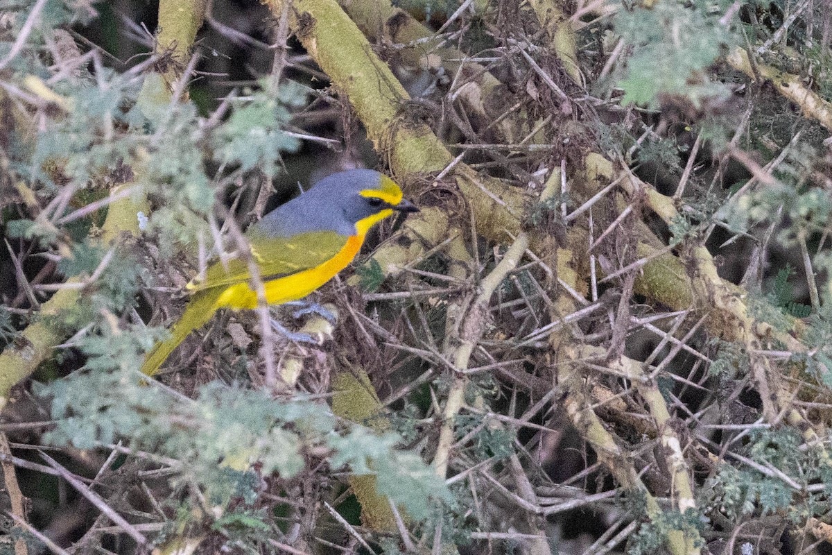 Sulphur-breasted Bushshrike - ML643691582