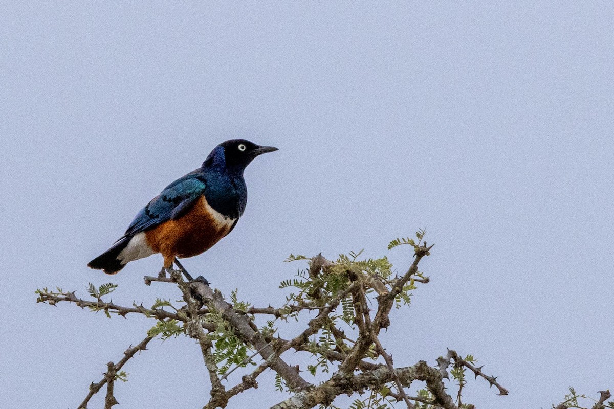 Superb Starling - ML643691589