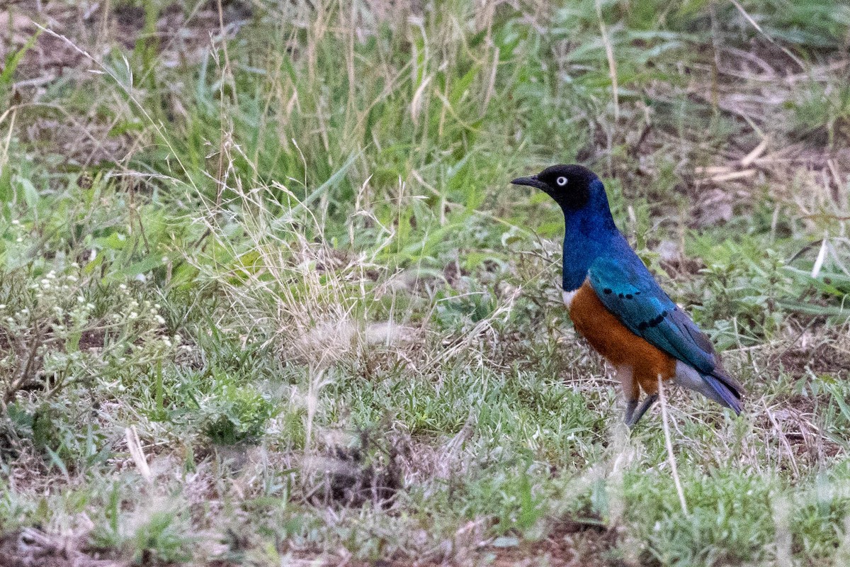 Superb Starling - ML643691590