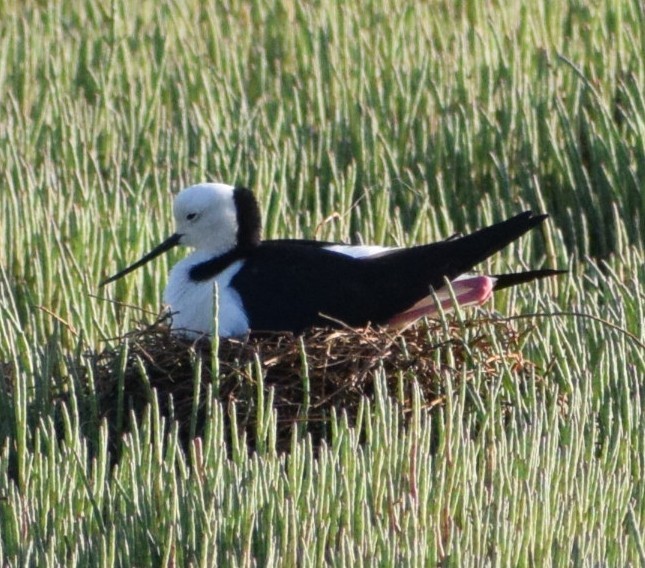 Pied Stilt - ML643691591