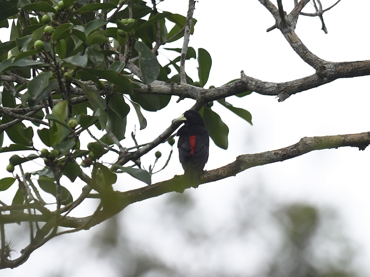 Red-rumped Cacique - ML643691594