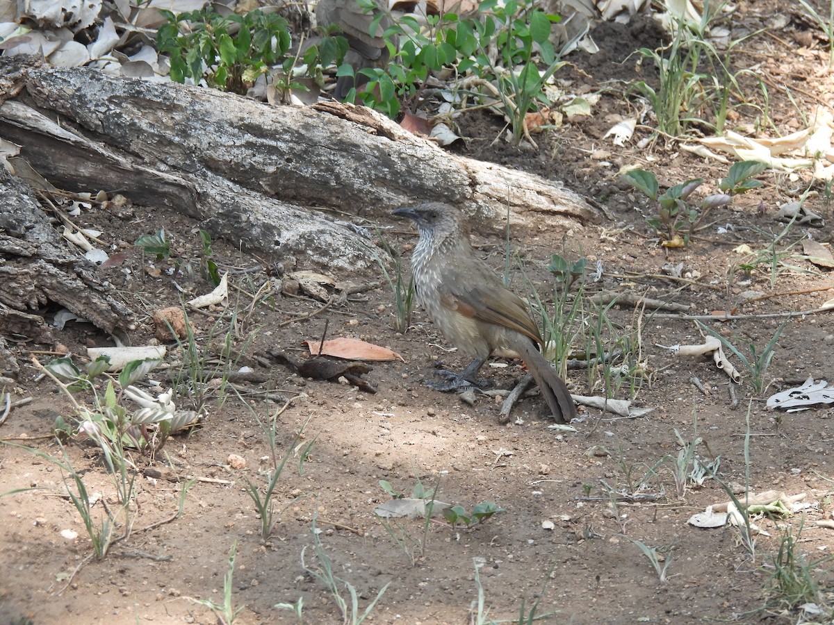 Arrow-marked Babbler - ML643691596