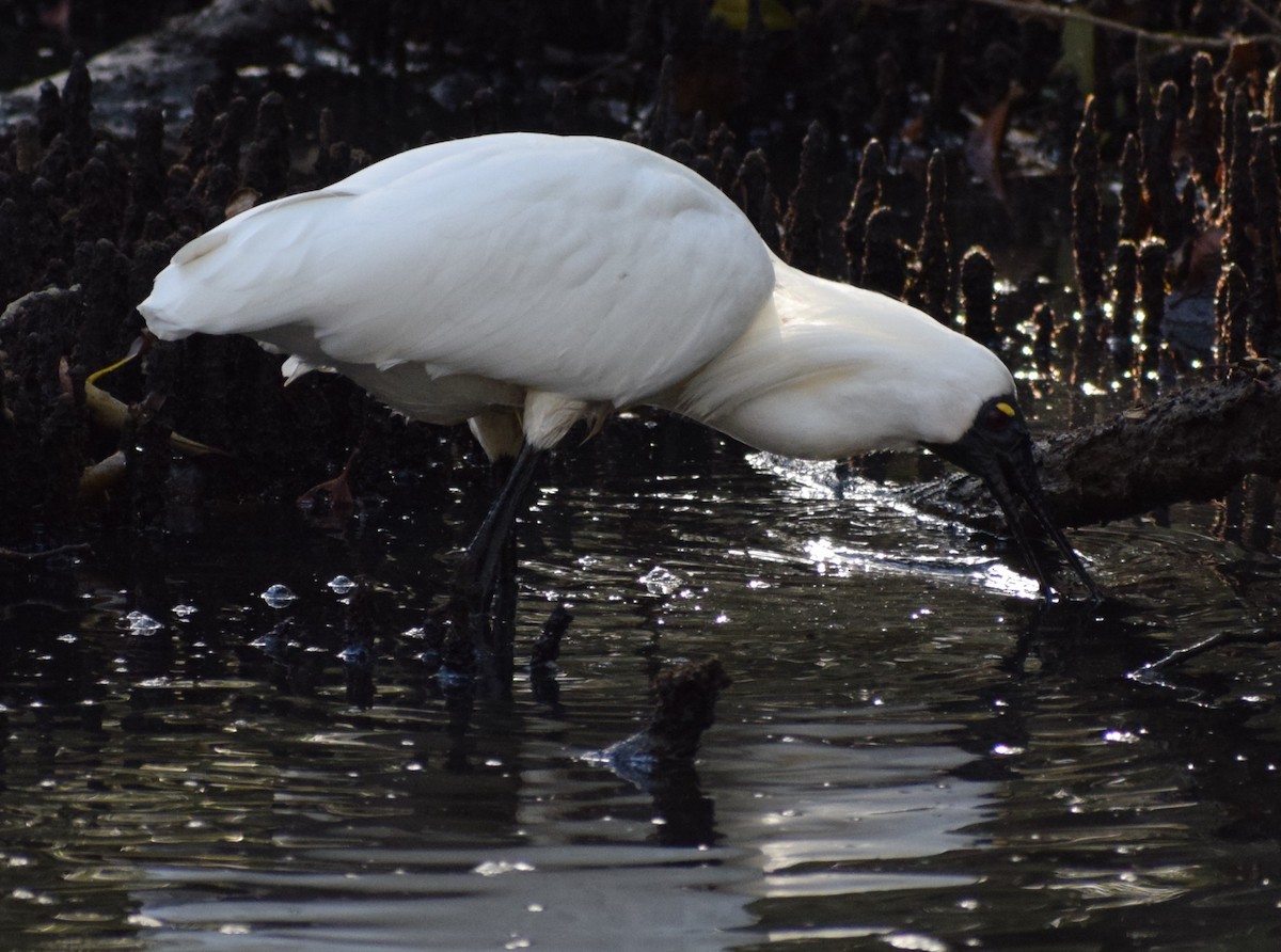Royal Spoonbill - ML643691597