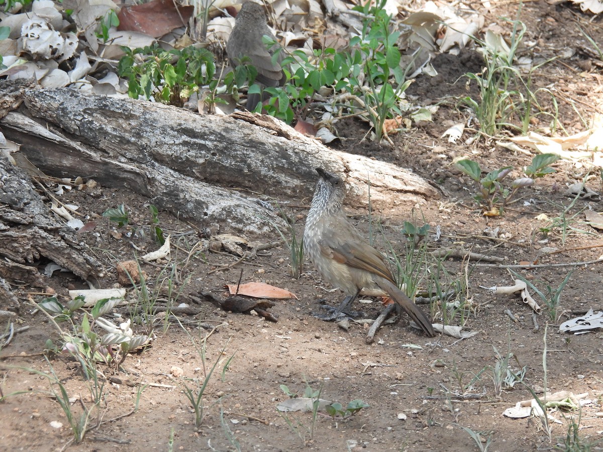 Arrow-marked Babbler - ML643691598