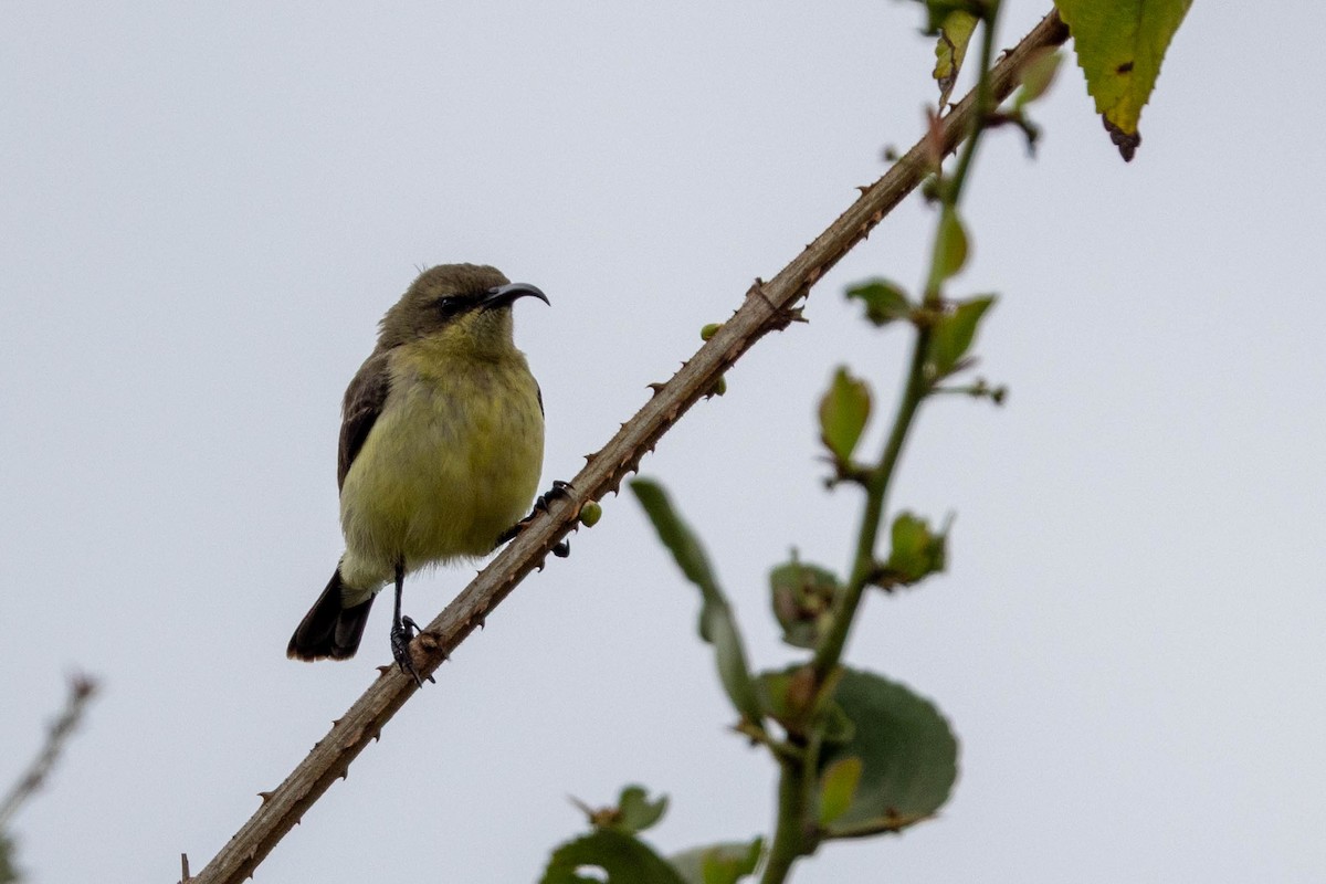 Souimanga à ventre jaune - ML643691600