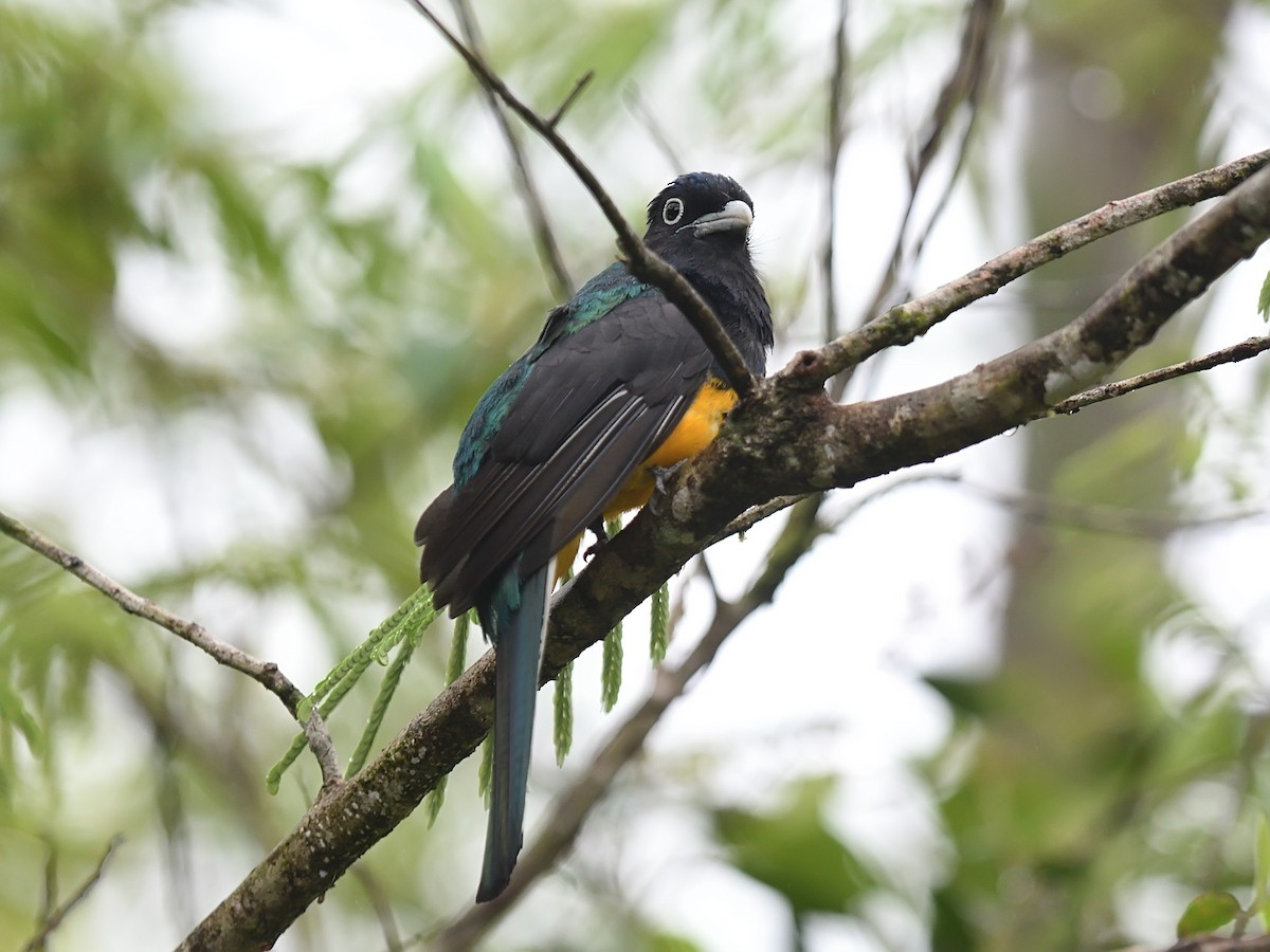 Green-backed Trogon - ML643691604