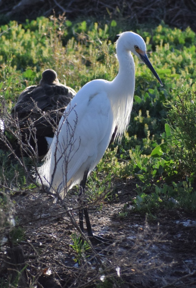 Little Egret - ML643691612