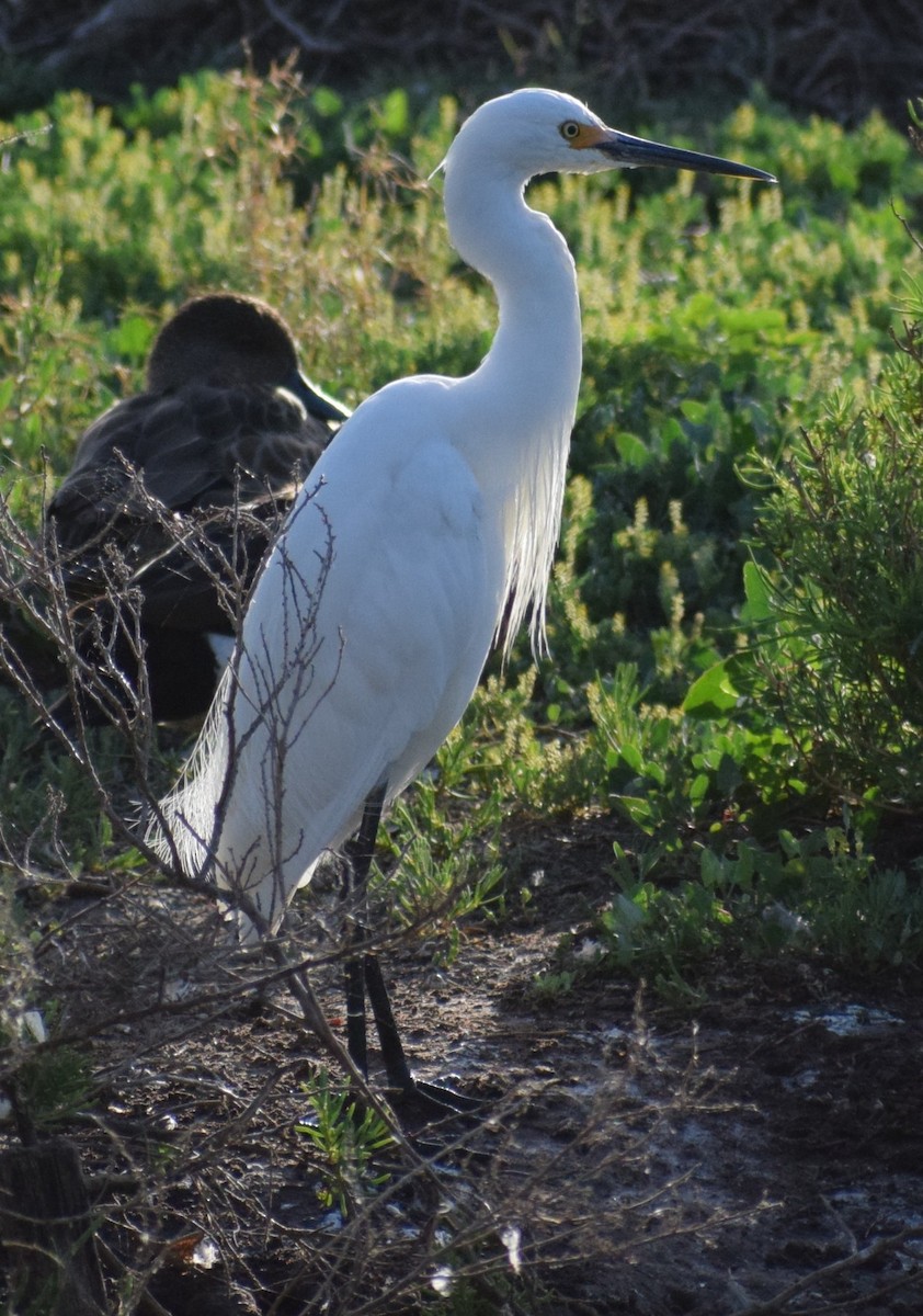 Little Egret - ML643691613