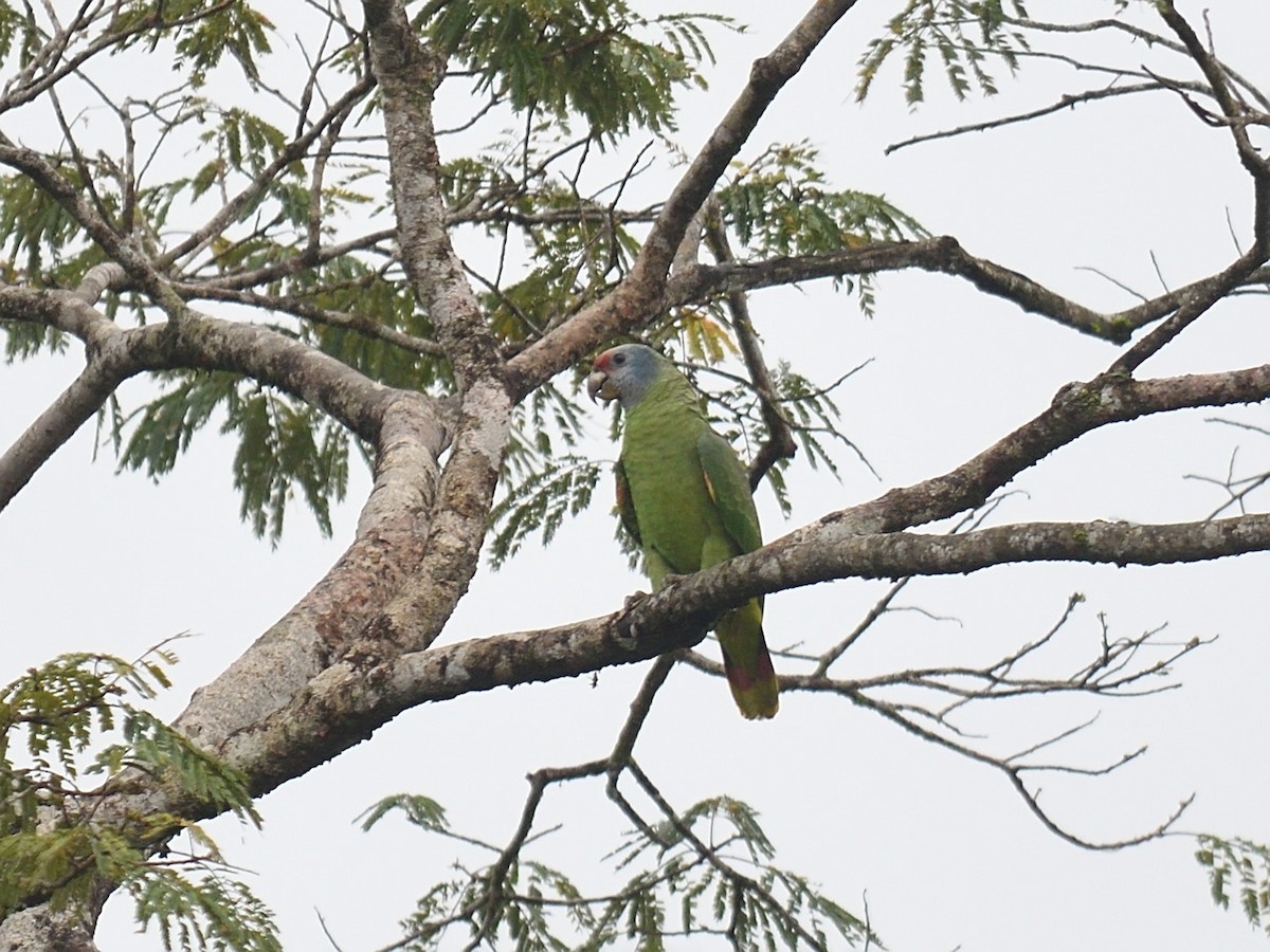 Red-tailed Amazon - ML643691615