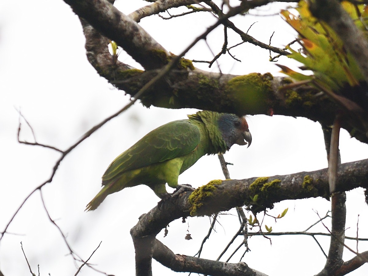 Red-tailed Amazon - ML643691616