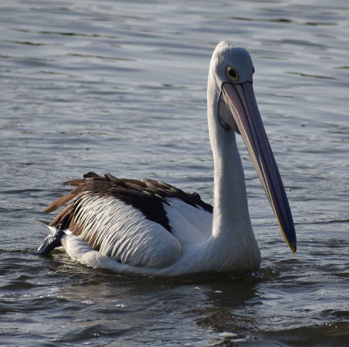 Australian Pelican - ML643691617