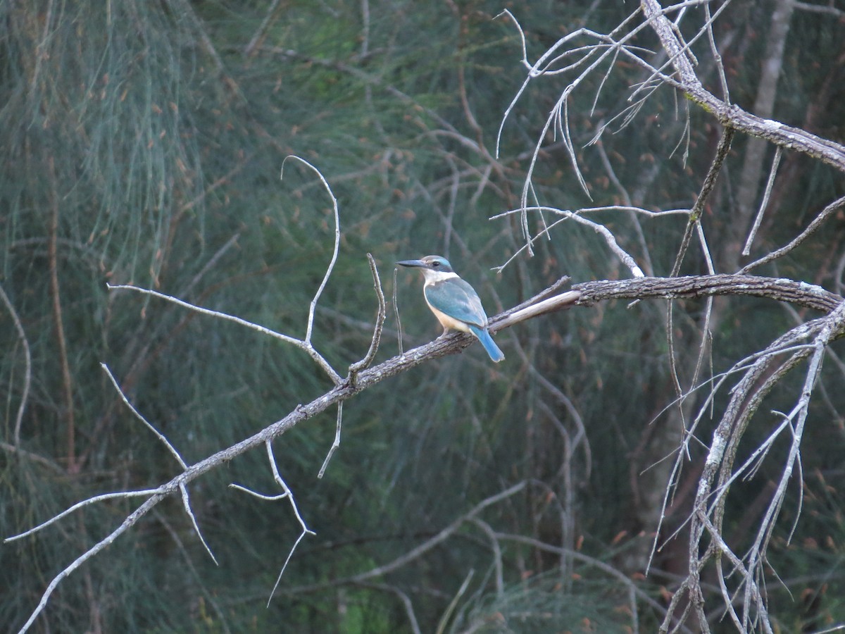 Sacred Kingfisher - ML643691620