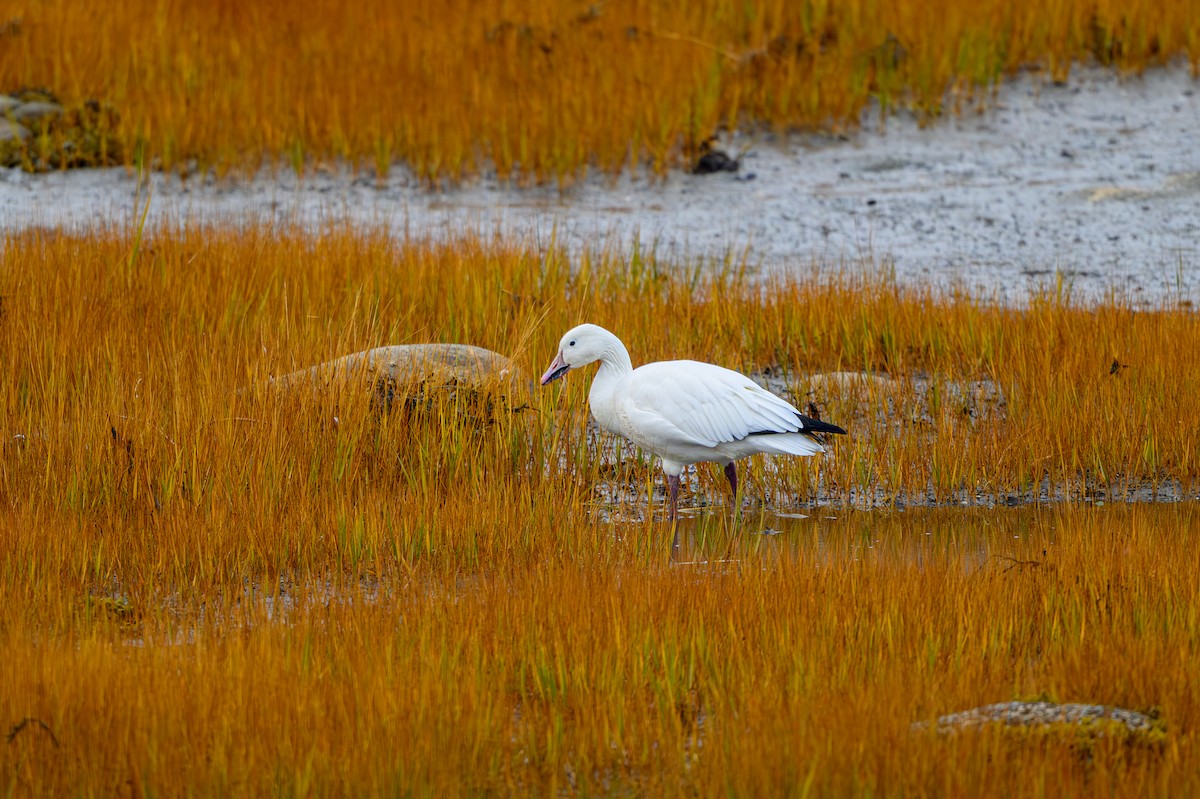 Snow Goose - ML643691622