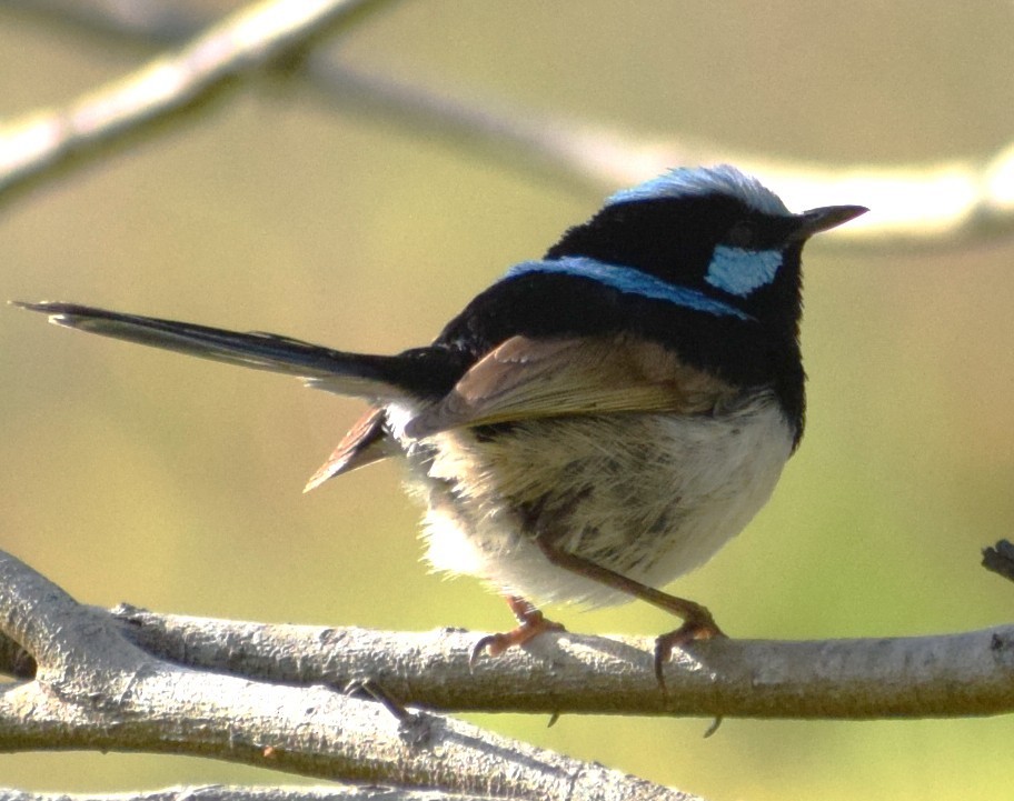 Superb Fairywren - ML643691624
