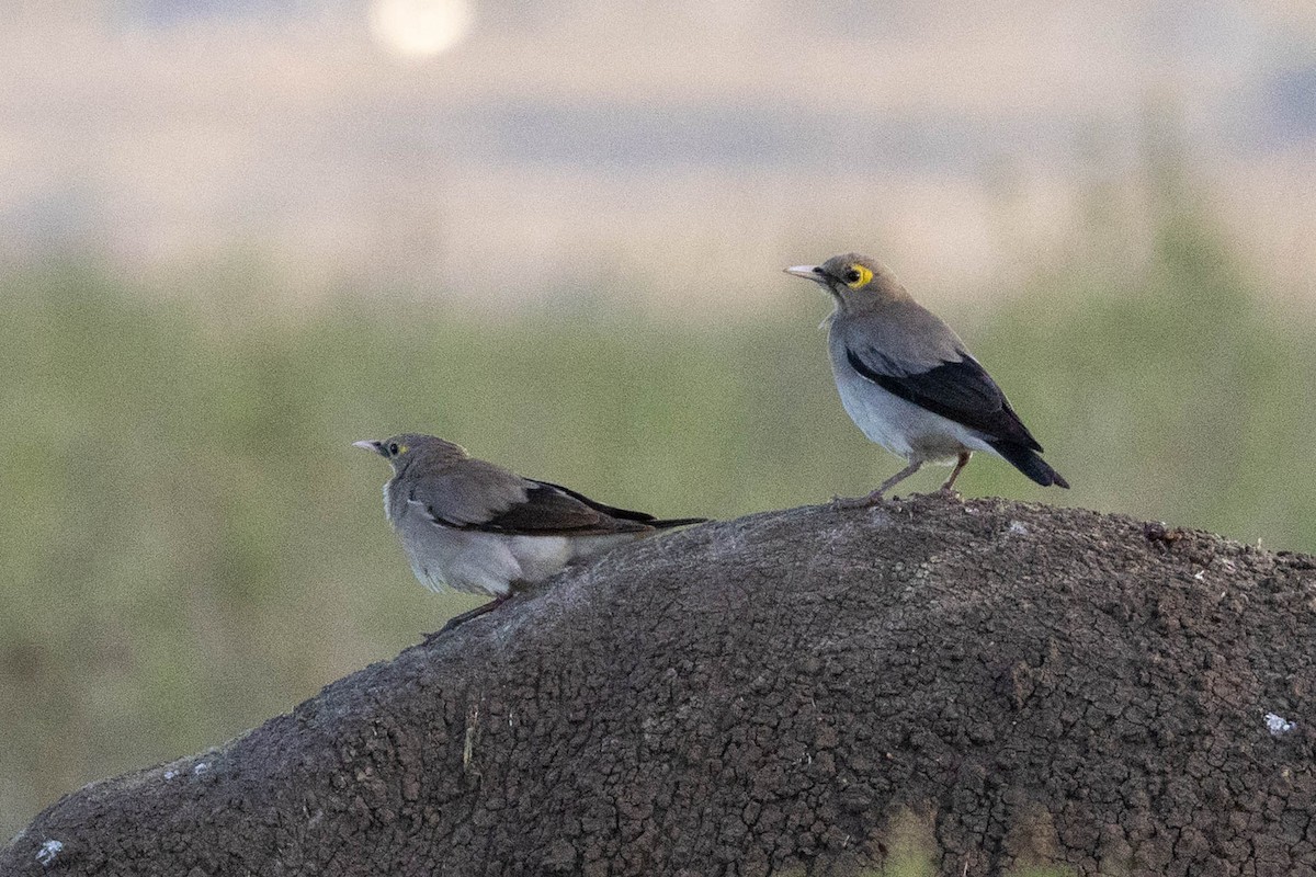 Wattled Starling - ML643691632