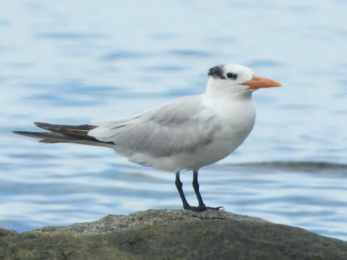 Royal Tern - ML643691640