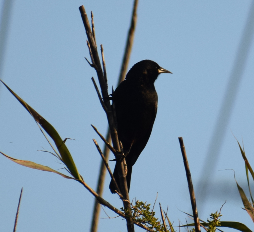 Austral Blackbird - ML643691641
