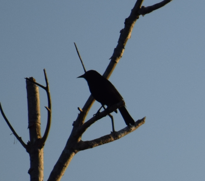 Austral Blackbird - ML643691642