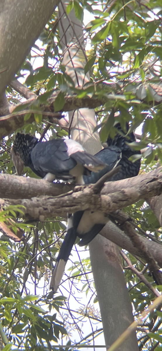 Silberwangen-Hornvogel - ML643691643