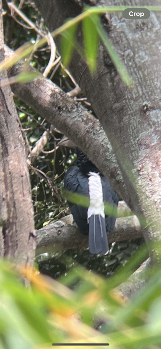 Silberwangen-Hornvogel - ML643691644