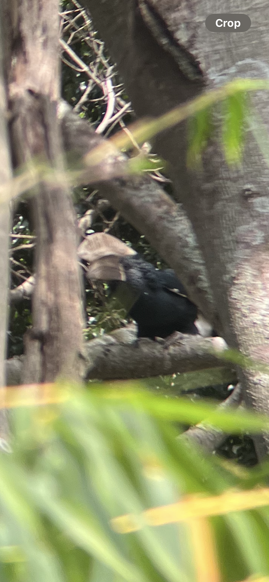 Silberwangen-Hornvogel - ML643691645