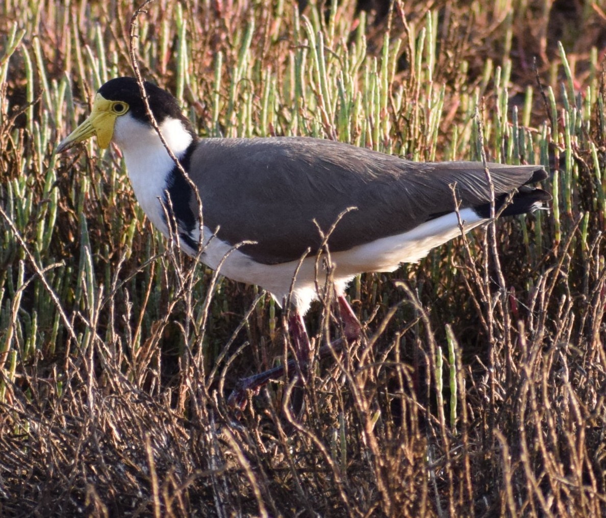 Masked Lapwing - ML643691650