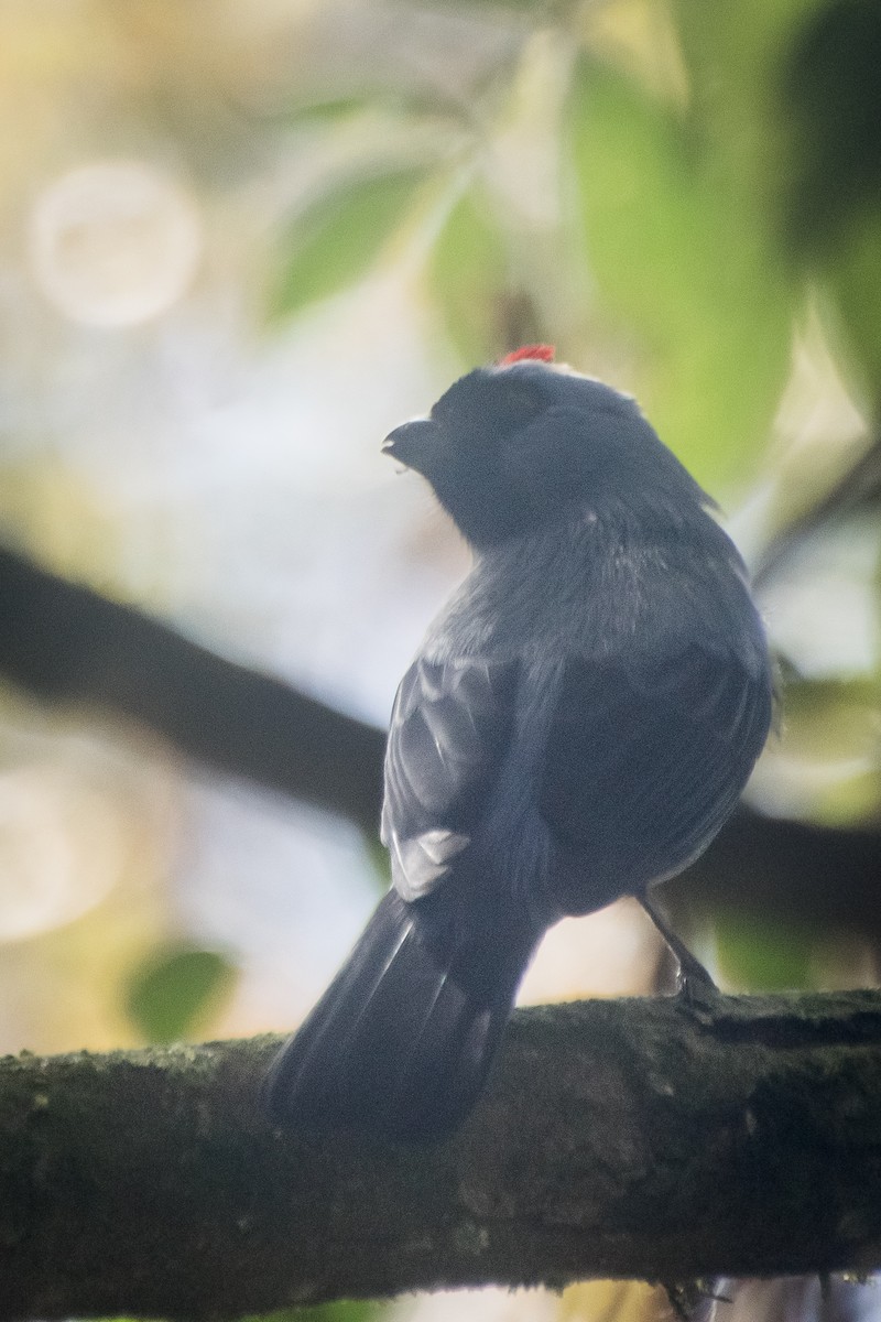 Diademed Tanager - ML643691652