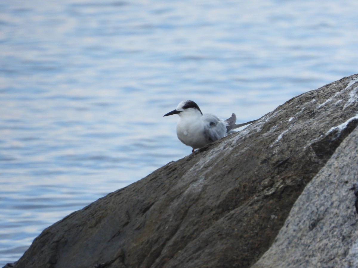 Common Tern - ML643691654