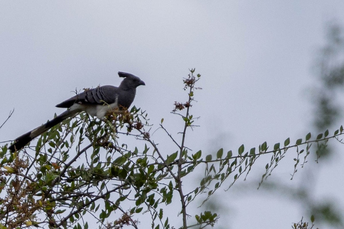 White-bellied Go-away-bird - ML643691673