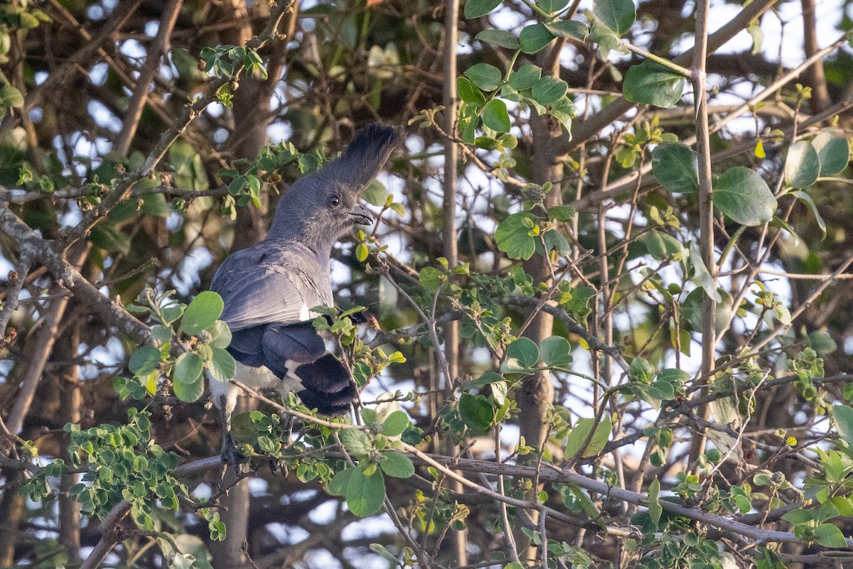 White-bellied Go-away-bird - ML643691674