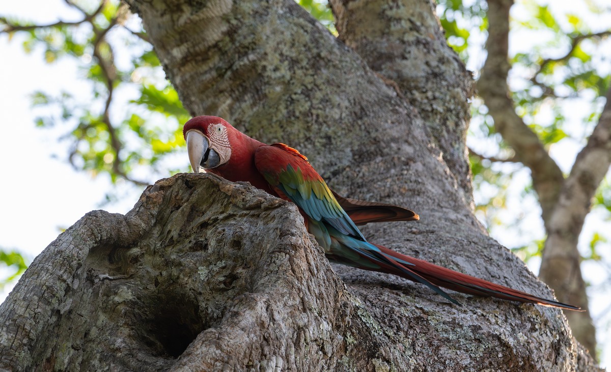 Red-and-green Macaw - ML643691678