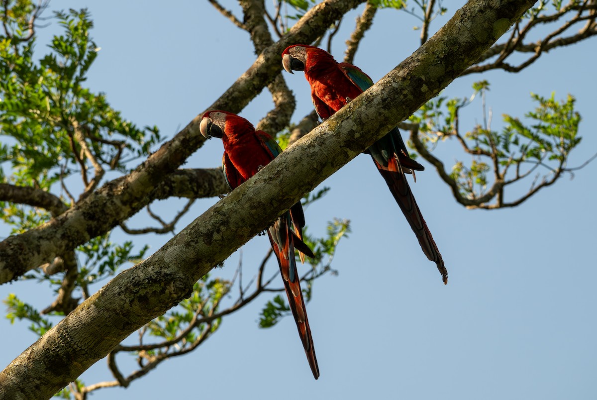 Red-and-green Macaw - ML643691680