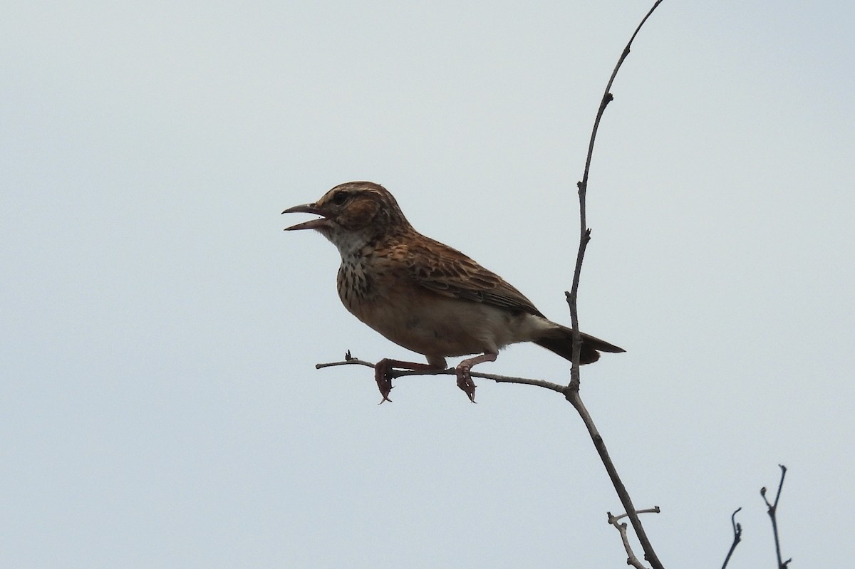 Sabota Lark - ML643691681