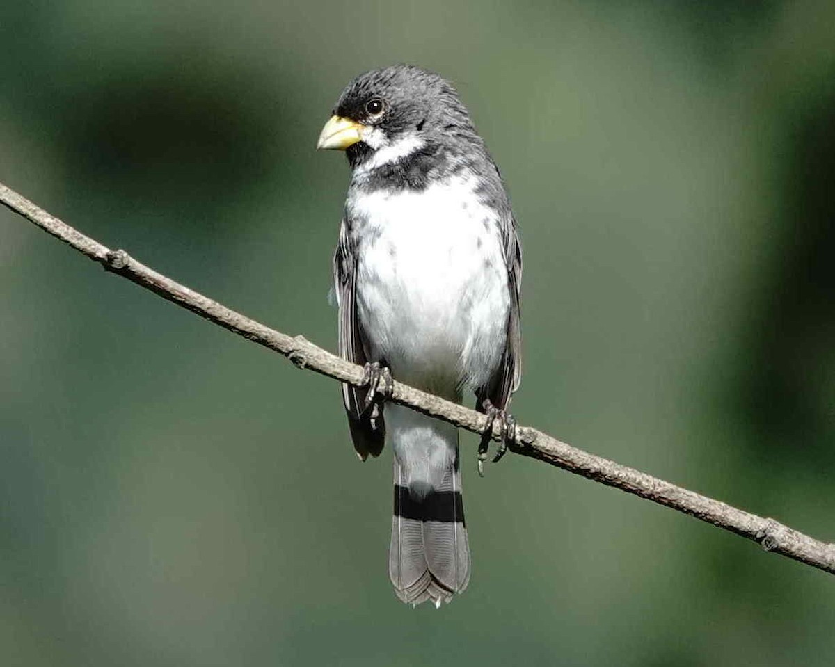 Double-collared Seedeater - ML643691682