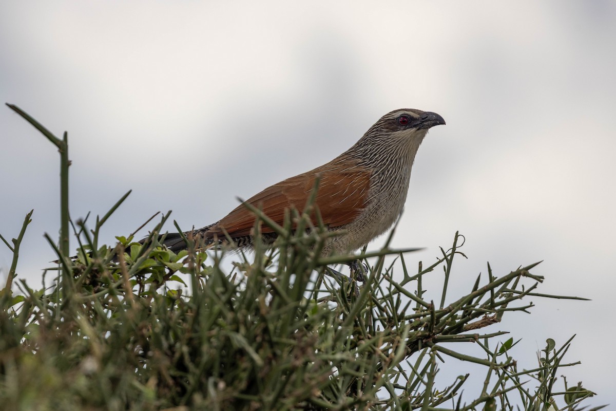 White-browed Coucal - ML643691685