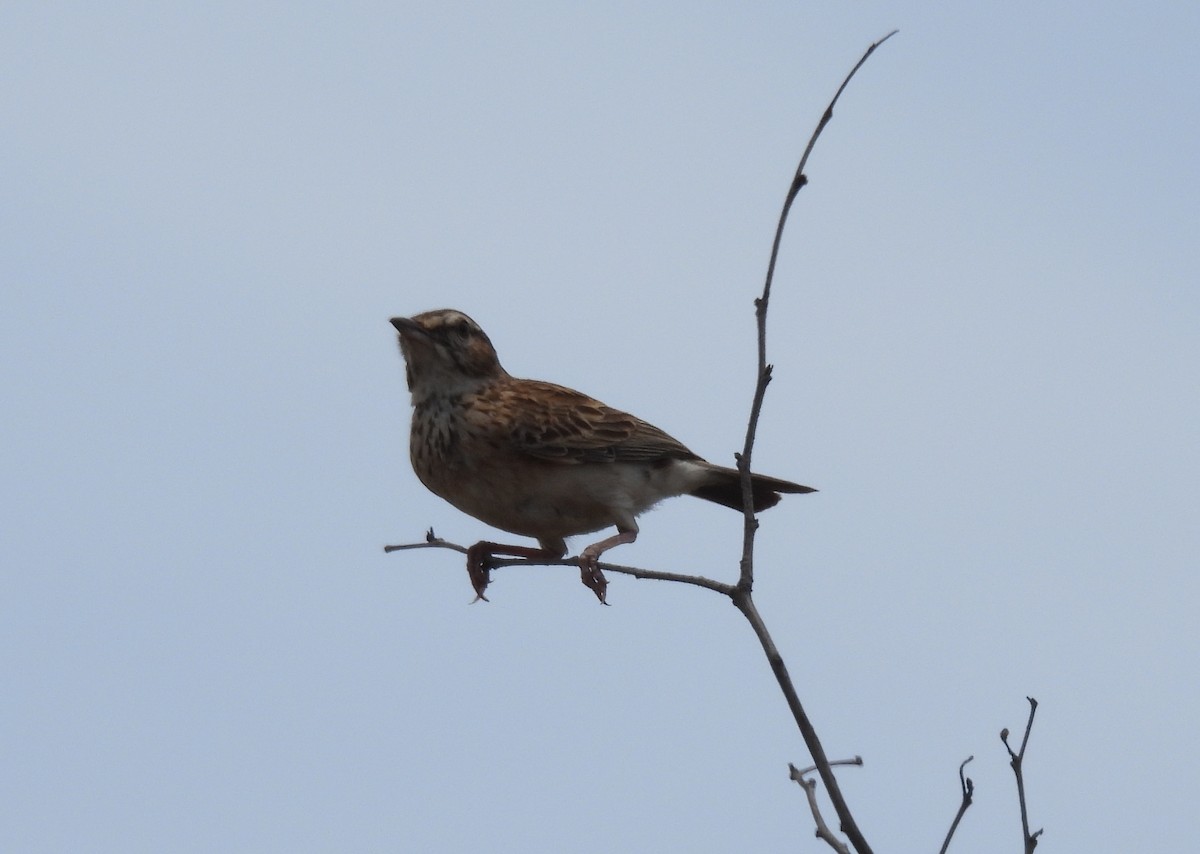 Sabota Lark - ML643691688