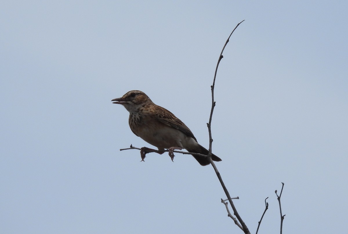 Sabota Lark - ML643691689