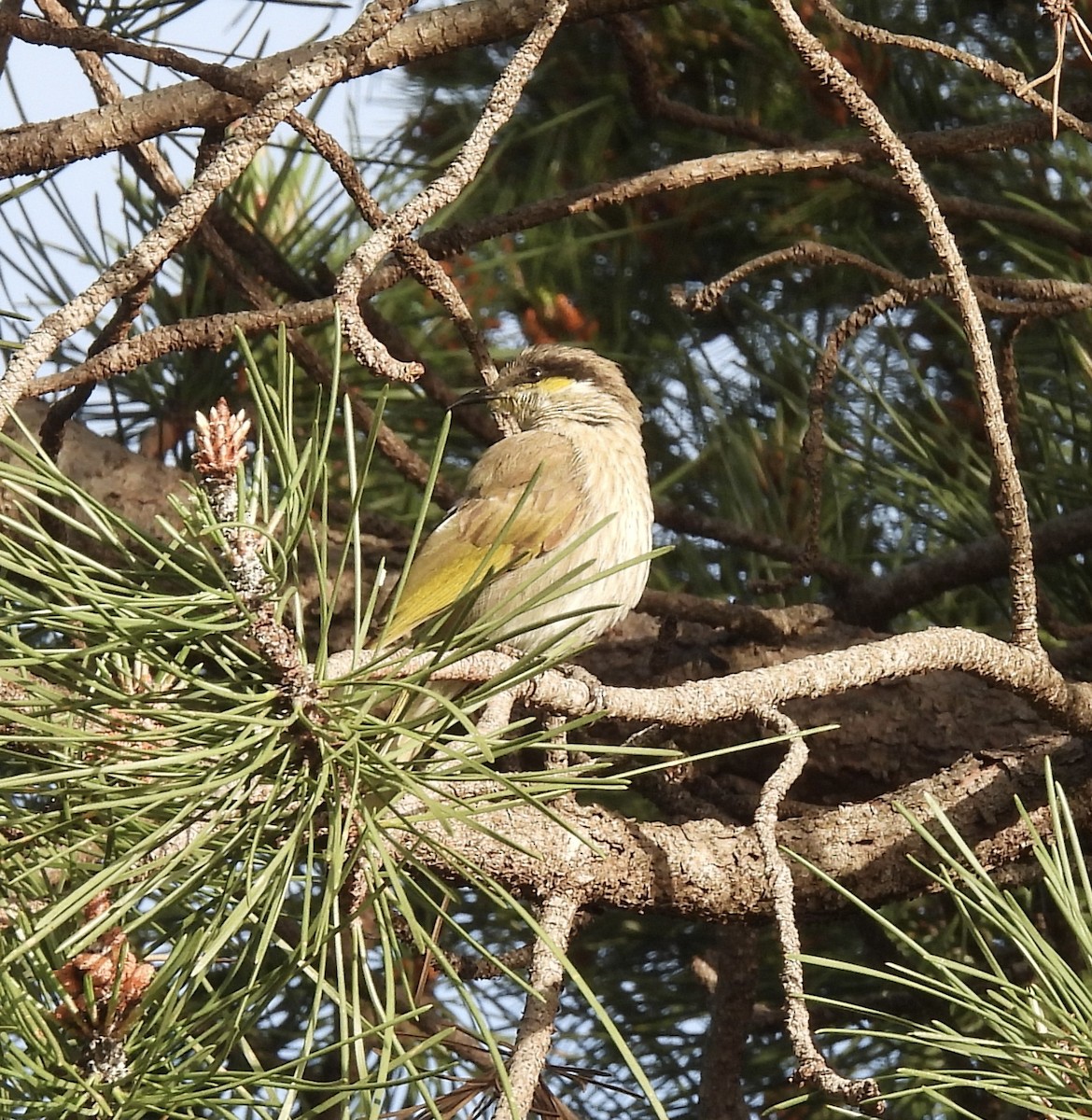 Singing Honeyeater - ML643691704