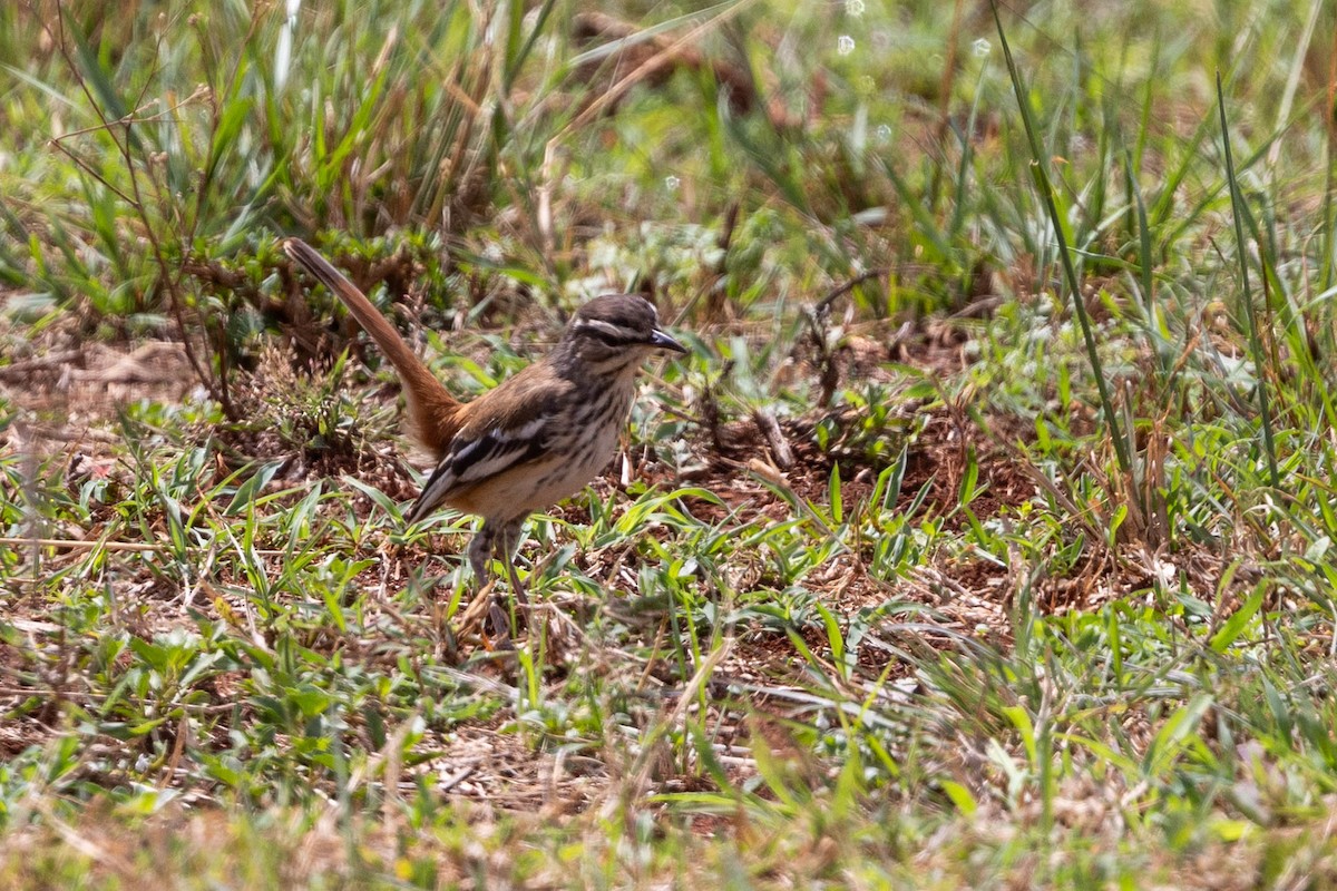 White-browed Scrub-Robin - ML643691708
