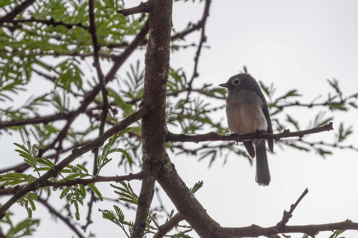 White-eyed Slaty-Flycatcher - ML643691710