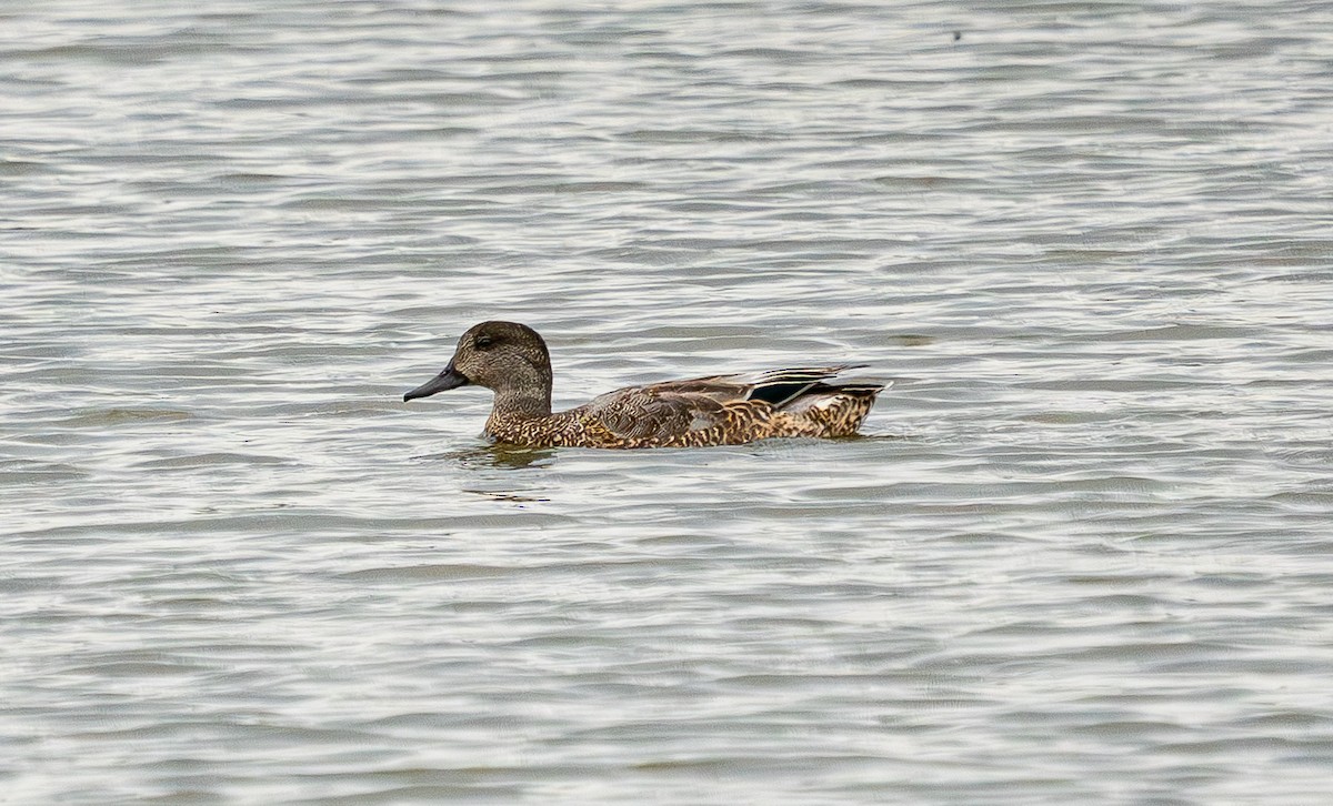 Falcated Duck - ML643691717