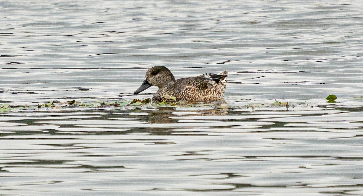 Falcated Duck - ML643691718