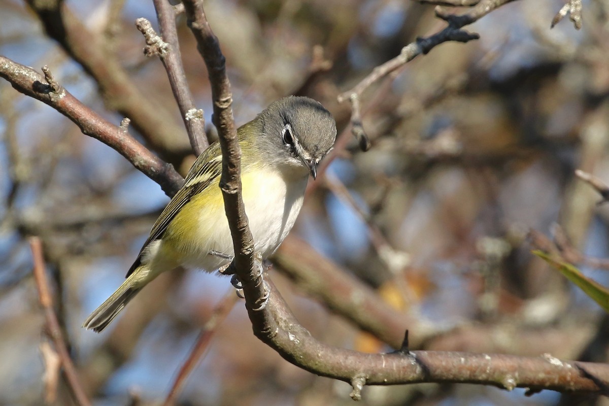 Blue-headed Vireo - ML643691722