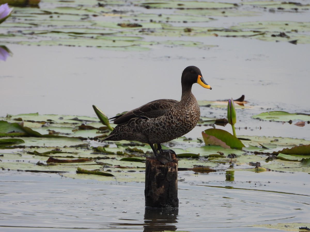 Yellow-billed Duck - ML643691732