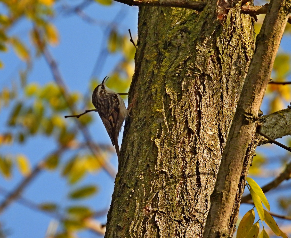 Short-toed Treecreeper - ML643691733