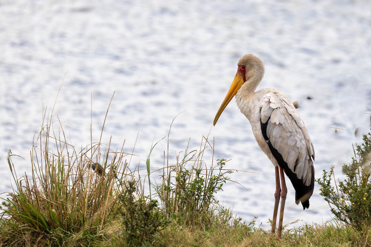 Yellow-billed Stork - ML643691737