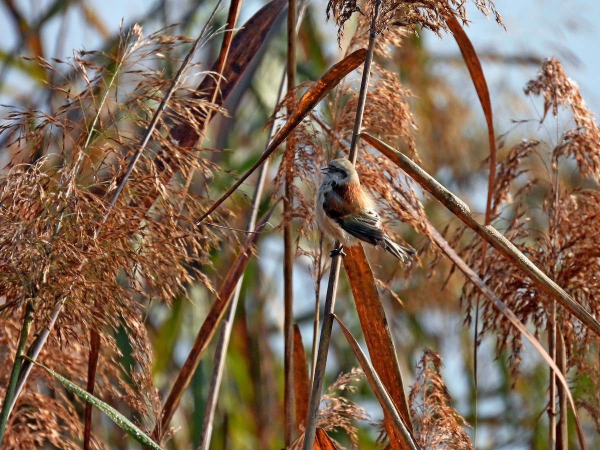 Eurasian Penduline-Tit - ML643691743