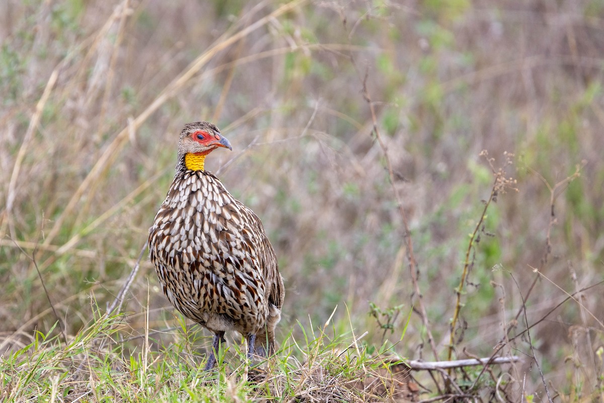 Yellow-necked Spurfowl - ML643691744