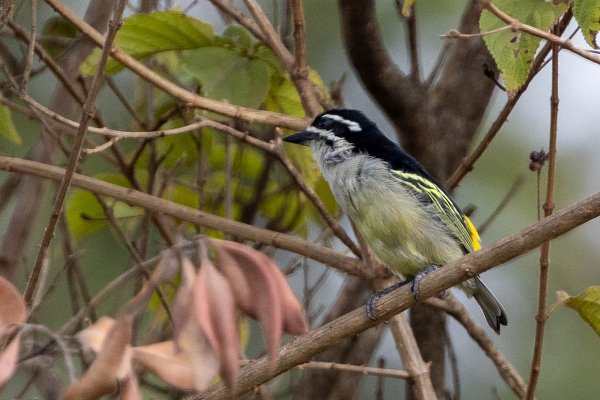 Yellow-rumped Tinkerbird - ML643691746