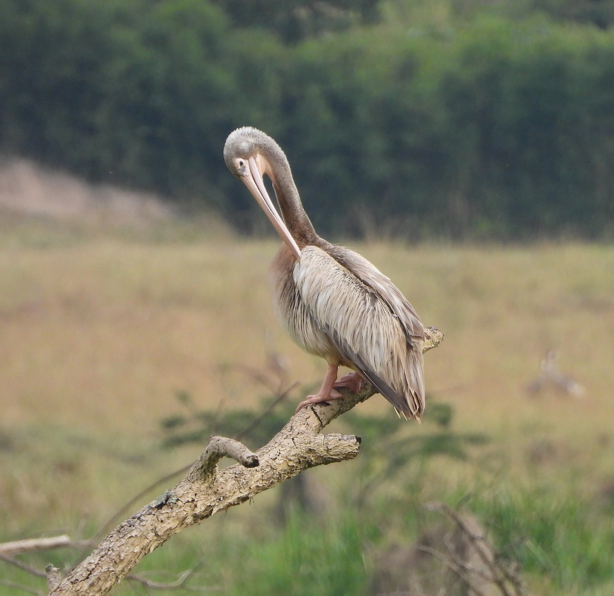Pink-backed Pelican - ML643691759